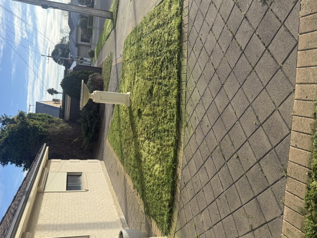 The same front lawn mown short and evenly, birdbath standing on tidy grass