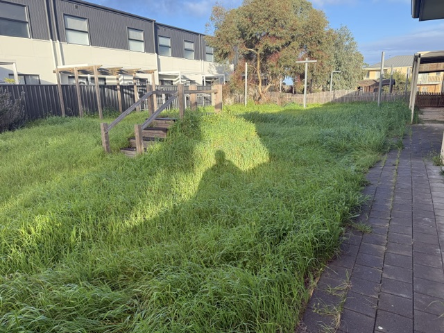 A long strip of knee high grass running beside a paved path and townhouses